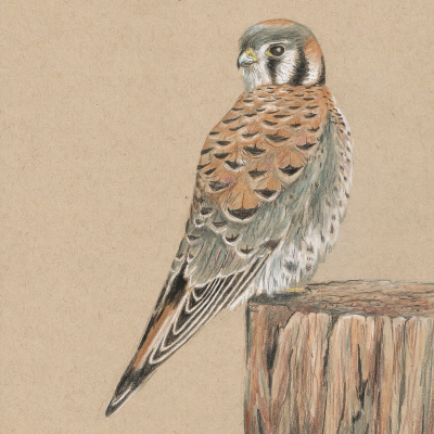 Kestrel-Pencil_Ryan-Lamoureux.2019